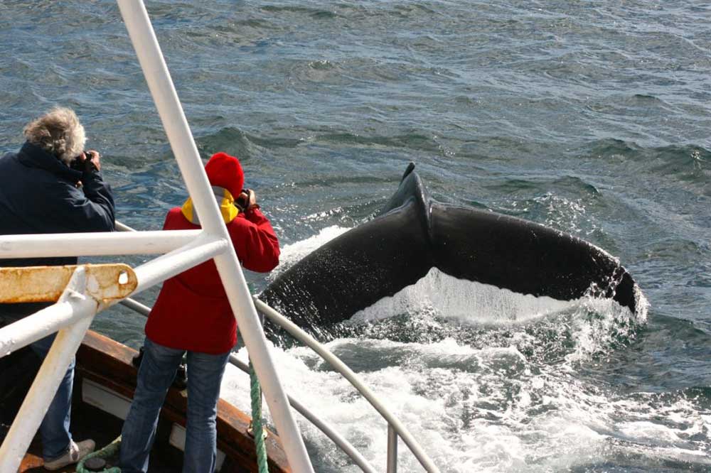 Whale-Watching-Dalvik-North-Iceland