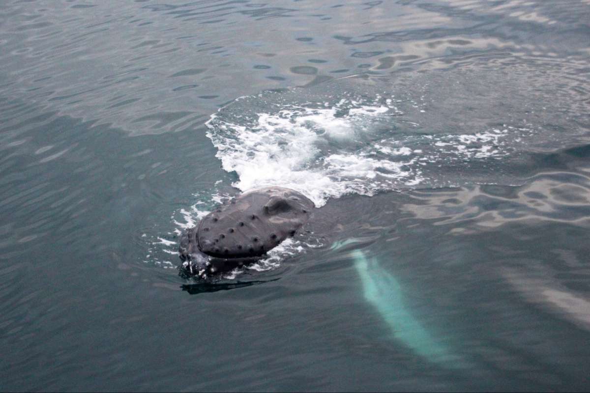 Whale-watching-tour-Reykjavik-Iceland