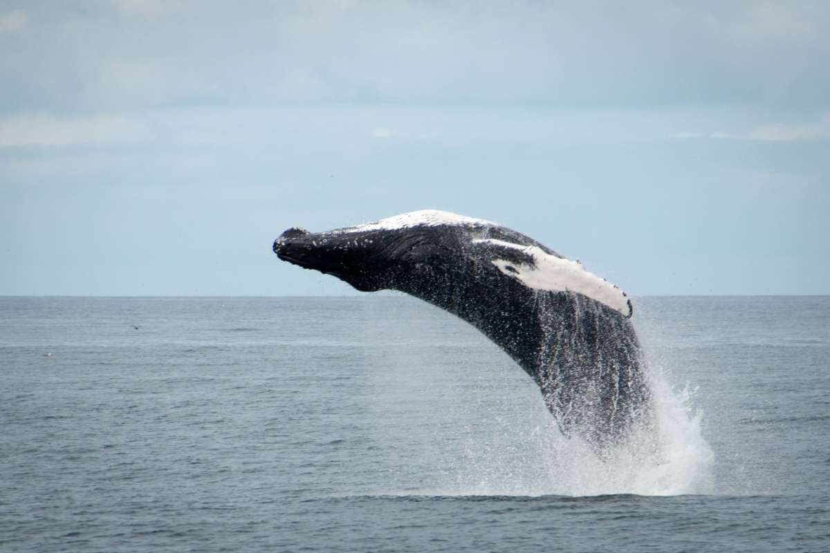 Whale-watching-tour-Reykjavik-Iceland