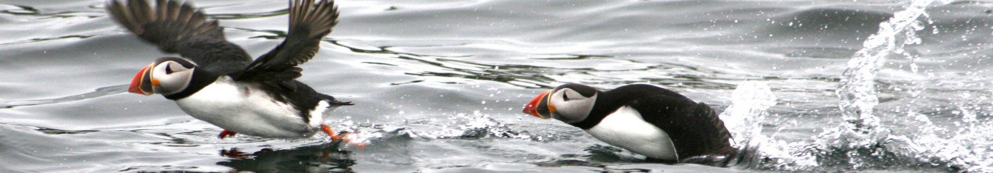 puffin-tour-iceland